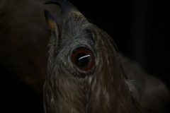 A_natuur_1